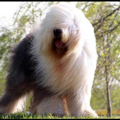 搜宠物狗萨摩？搜宠物狗萨摩萨摩犬是一种雪橇犬，最早是由西伯利亚地区的萨摩耶德民族饲养的，当时是一种用来守护驯鹿。那么，搜宠物狗萨摩？一起来了解下吧。