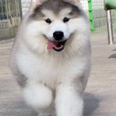 网友温哥华偶遇王祖贤遛狗？。那么，网友温哥华偶遇王祖贤遛狗？一起来了解下吧。