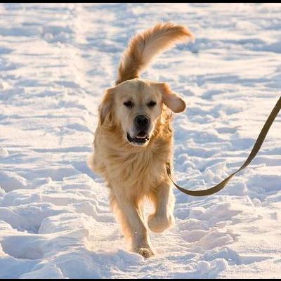 比特犬智商高吗？比特犬智商高吗而比特犬是一种智商很高的犬类,所以学习速度是很快的,不过一开始的训练尽量选择生活习。那么，比特犬智商高吗？一起来了解下吧。