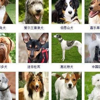 钮扣遛狗？违法。从2021年5月1日起，《中华人民共和国动物防疫法》正式实施，遛狗不牵狗绳被明确规定为违法行为。。那么，钮扣遛狗？一起来了解下吧。