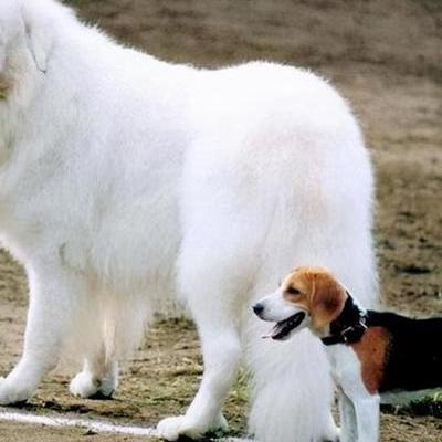 网红明星宠物狗叫什么来着？博美是一种紧凑、短背、活跃的玩赏犬，学名哈多利系博美犬（俗称英系博美犬），是德国狐狸犬的一种，原产德国。那么，网红明星宠物狗叫什么来着？一起来了解下吧。