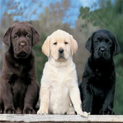 的几种宠物狗叫什么？哈士奇，斑点狗，吉娃娃，拉布拉多。那么，的几种宠物狗叫什么？一起来了解下吧。