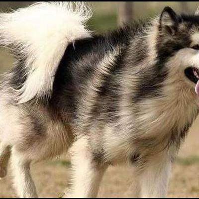 小洲的宠物狗叫什么？吉娃娃犬最小的不超过10厘米。那么，小洲的宠物狗叫什么？一起来了解下吧。