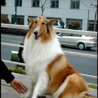 搞笑表情包狗叫？这只狗叫doge，是只日本柴犬，你搜doge表情包就可以搜出一大堆啦。。那么，搞笑表情包狗叫？一起来了解下吧。