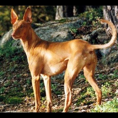 像鹿的小宠物狗叫什么狗？这种犬的外貌特点非常明显，很容易就能辨别出来。那么，像鹿的小宠物狗叫什么狗？一起来了解下吧。