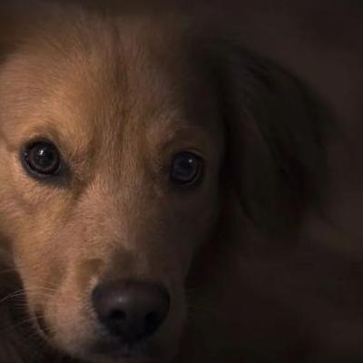 一只狗叫二货的电影？忠爱无言又名《老人和狗》,该片是一部感人剧情电影,拍摄地点北京,于2016年在中国上映,全片时长共97分钟,其中主角狗二货在现实中2020年死的。那么，一只狗叫二货的电影？一起来了解下吧。