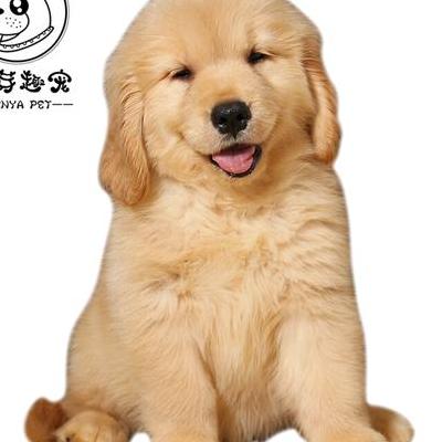 最丑的宠物狗叫什么狗？尤达的体重只有1.81磅(约400克)。那么，最丑的宠物狗叫什么狗？一起来了解下吧。