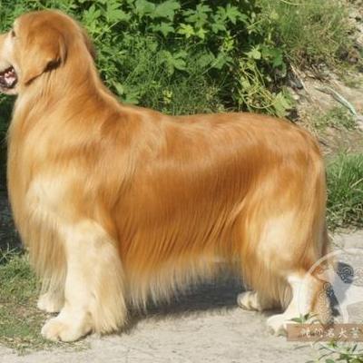 外国长得很丑的狗叫什么？中国冠毛，身上像白殿疯，头上长一撮毛，别看丑，物种可稀有。那么，外国长得很丑的狗叫什么？一起来了解下吧。