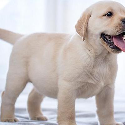 只有自己可以养的狗叫什么？金毛犬，拉布拉多犬是最适合家庭养的犬种。温顺又聪明。。那么，只有自己可以养的狗叫什么？一起来了解下吧。