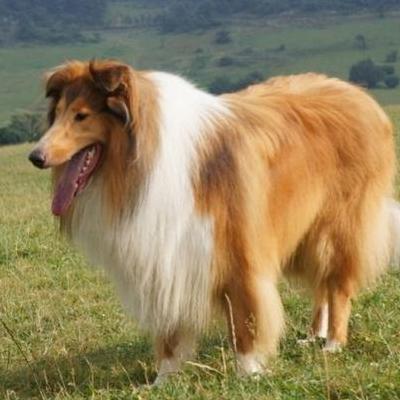 有种宠物狗叫博什么的？当时它的体重为14公斤，后经德国波拉美尼亚地区的改良，趋向小型。那么，有种宠物狗叫博什么的？一起来了解下吧。