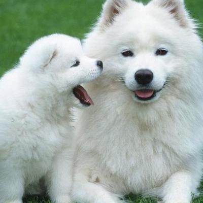 哈士奇剃毛后变成二哈？浅蓝色眼色是一种普遍眼色，但也有例外，一只狗可能有一只眼是棕色或浅褐色的，而另一只却是蓝色的，这种现象被称作"bi-eyed"；或者一只眼是蓝色的而另一只眼的虹膜是杂色的，即虹膜异色症，被饲养西伯利亚雪撬犬的爱好者称为"parti-eyed"。那么，哈士奇剃毛后变成二哈？一起来了解下吧。