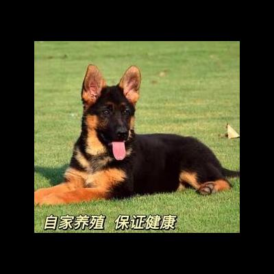 一条迷失方向的狗叫什么？小王。那么，一条迷失方向的狗叫什么？一起来了解下吧。