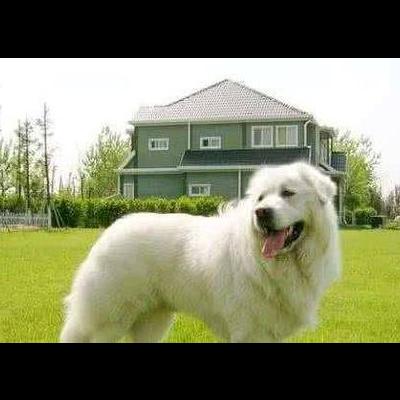 柴犬白色宠物狗叫什么品种？。那么，柴犬白色宠物狗叫什么品种？一起来了解下吧。