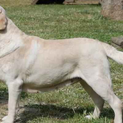 黑嘴红鼻子的狗叫什么？是普通的土狗，属于鼻间色素不沉淀，正常。。那么，黑嘴红鼻子的狗叫什么？一起来了解下吧。