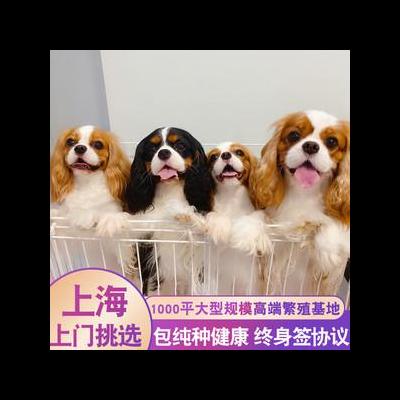狗类世界禁养？狗类世界禁养土佐犬不仅存在于中国的十大禁养犬名单中，在世界上很多其他国家也是禁养的犬种，它是日本。那么，狗类世界禁养？一起来了解下吧。