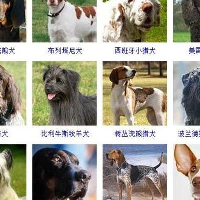 北京西城区去哪买宠物狗？理由有二：一是这里出售的高档宠物食品、用品品牌、品种多，比较齐全，而且有独家代理的产品，比如美国沃克先生牌宠物护理用品、台湾的宠物营养保健品等。那么，北京西城区去哪买宠物狗？一起来了解下吧。
