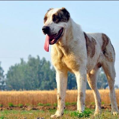 四川网红宠物狗叫什么品种？川东猎犬川东猎犬（重庆犬）别称：（邻水狗）（足狗）。产于重庆及四川广安地区。。那么，四川网红宠物狗叫什么品种？一起来了解下吧。