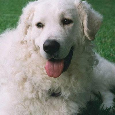 毛长的白色宠物狗叫什么？好多长毛狗的毛都是白色的~小一点的可能是博美~京巴之类的~大一点的可能是萨摩~大白熊吧~还可能是其他品种~最好是有照片才。那么，毛长的白色宠物狗叫什么？一起来了解下吧。