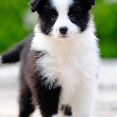 身体非常瘦的宠物狗叫什么？拉布拉多的耳朵就是垂着的。那么，身体非常瘦的宠物狗叫什么？一起来了解下吧。